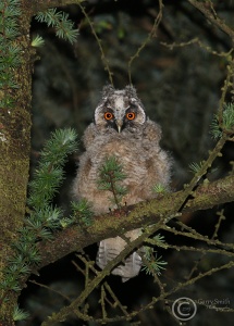 Long eared owl (Asio otus) Garry Smith